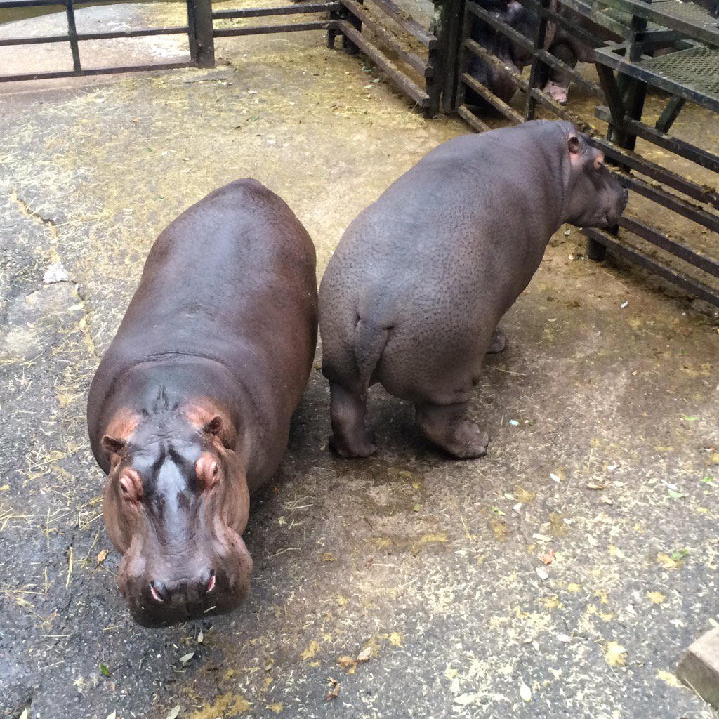 かばおくん (@t_kabao) / Posts / X