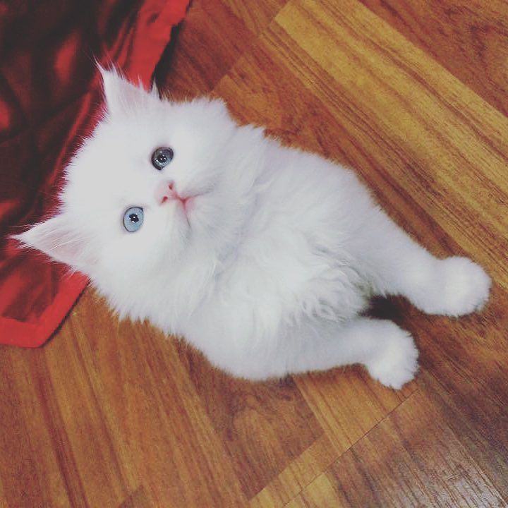 Chatchatcatcat's tweet photo. 🐱😚💕 #cat #cats #catoftheday #catsofinstagram #instacat #catstagram #kitten #kittens #kittythailand #kittensofinstag… https://t.co/cuZ8w4zemc