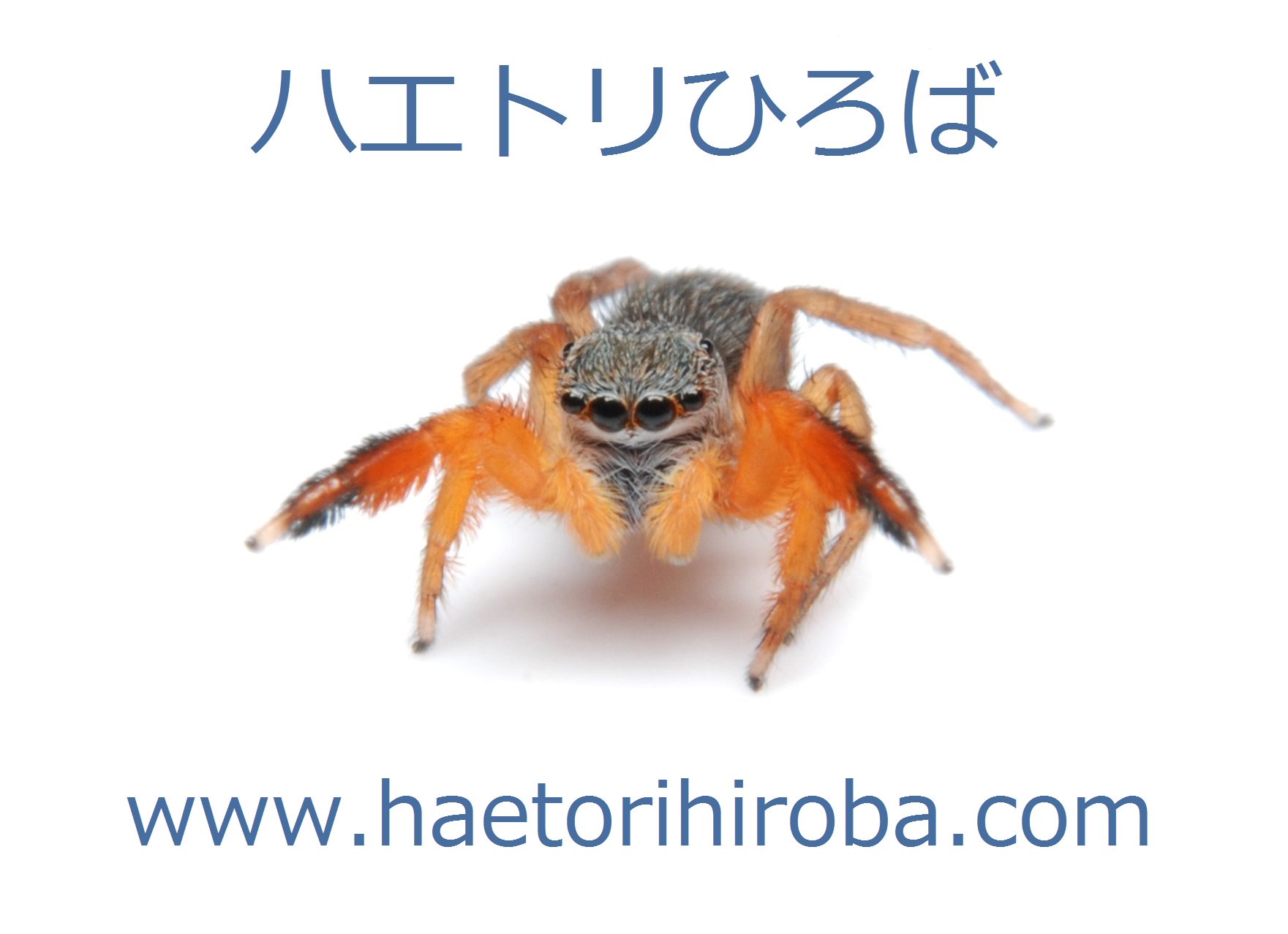 ハエトリひろば ほそぼそ 家の中でぴょんぴょん跳ねているクモを見たことがありませんか あのクモはハエトリグモ といって 小さいながら実は前から見るととてもかわいらしい顔をしています ハエトリひろば では ハエトリグモの魅力を普及すべく情報を