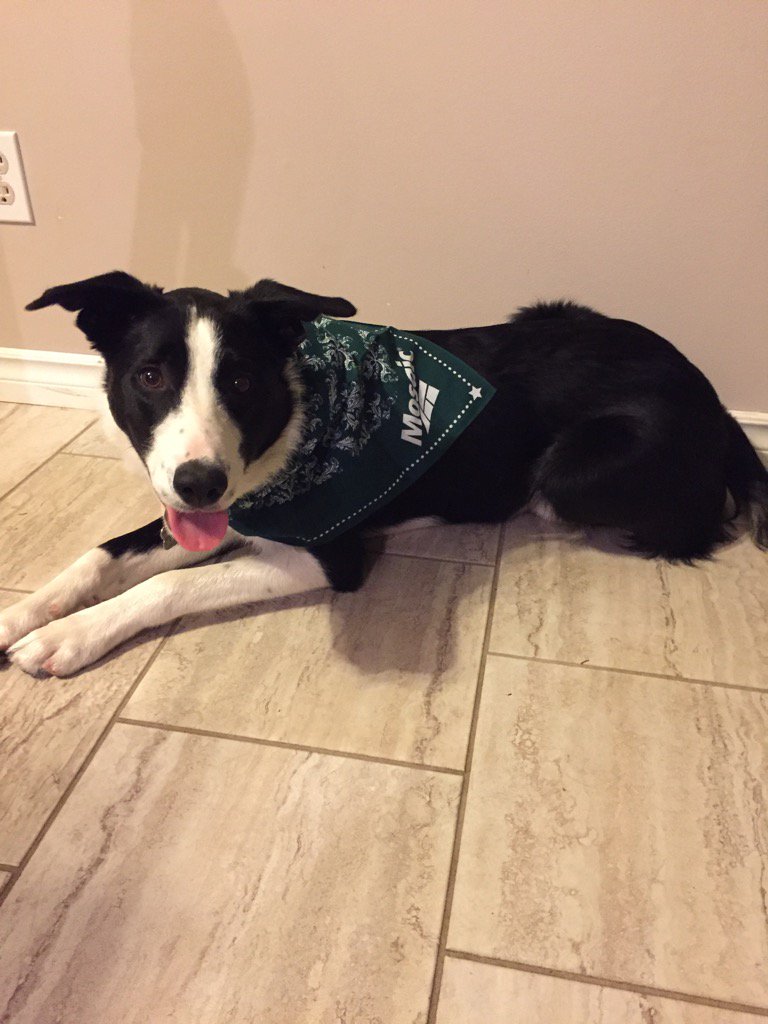 britmdempsey's tweet photo. Thanks for the bandanna #mosaic. Ready 4 nxt years rider season.  #farmdog #agribition #bordercollie #sskroughriders https://t.co/RFzLfJm8yO