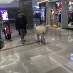 北京のデパートで堂々と散歩するアルパカさんを目撃!