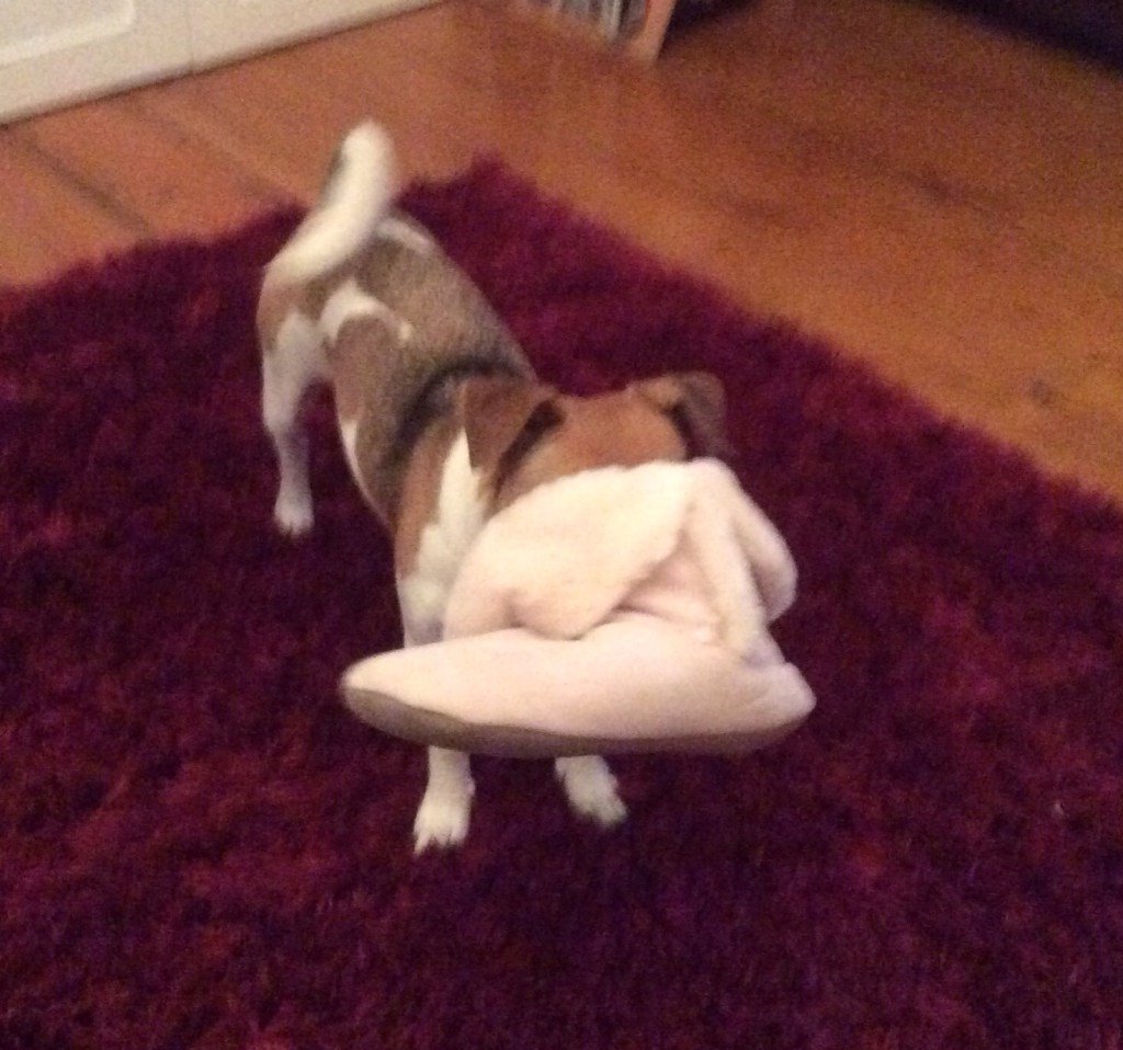 Nelson_Doggy's tweet photo. Play time! https://t.co/8AkfzKPJjH https://t.co/krIcg9X5CT