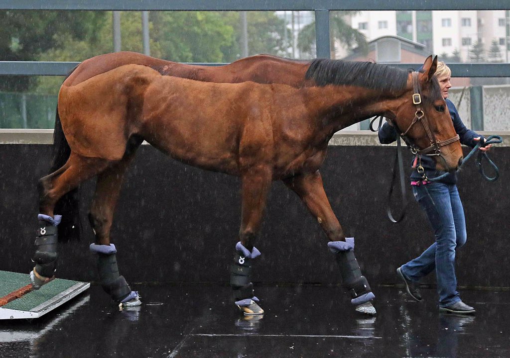 RaceBets.de tweet media