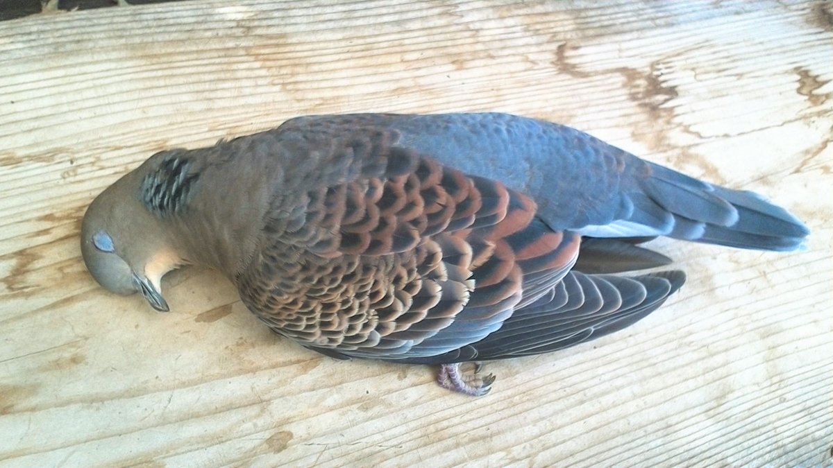 Twitter पर どいかや 近所を歩いてたら ハト さんが大きな窓ガラスに激突して落下してきた 様子見てたけど結局お亡くなりに うちに連れ帰りチョコちゃんの横に埋めたけど あんまり美しいからごめん 写真撮らせて 鳩神様 T Co Mrxpcnqapx