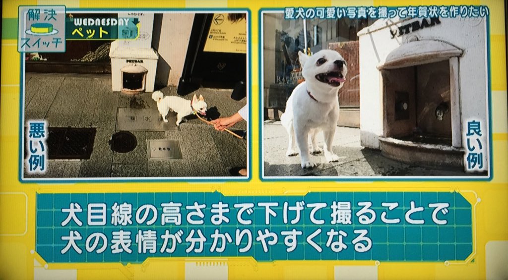 ろろ王国 テレビ على تويتر 愛犬のかわいい写真を撮る方法 顔に近づける 服を見せたい時には振り向きポーズが鉄板 ローアングルで撮る 解決スイッチ T Co Srbf6a6k68