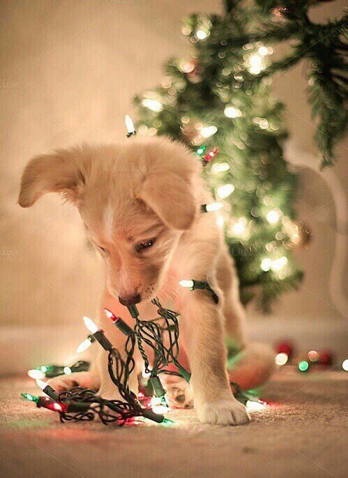 BestOfPups's tweet photo. I need a puppy for Christmas 😍 https://t.co/pJwtLXoW9z