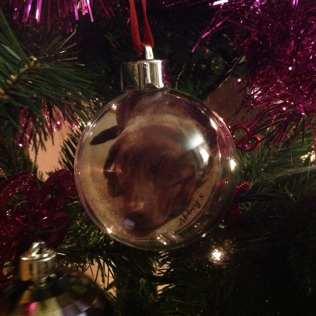Lorri3's tweet photo. Abbey loved Christmas ... So only seemed right she should join in the festivities!  #memories #missingourgirl https://t.co/xsOQHl5gwT