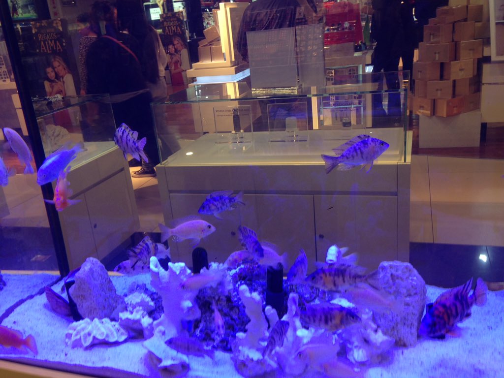nicolas_goray's tweet photo. Aquario #esepez https://t.co/4vmHL7xa3U