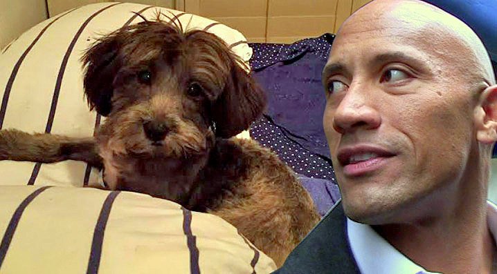 LifeWithDogsTV tweet picture