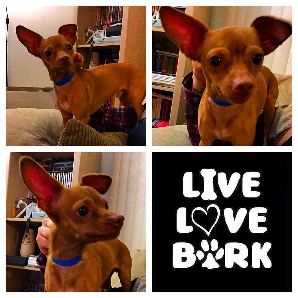 Meet adorable adoptable Parker ❤️ 
3 year old chihuahua.