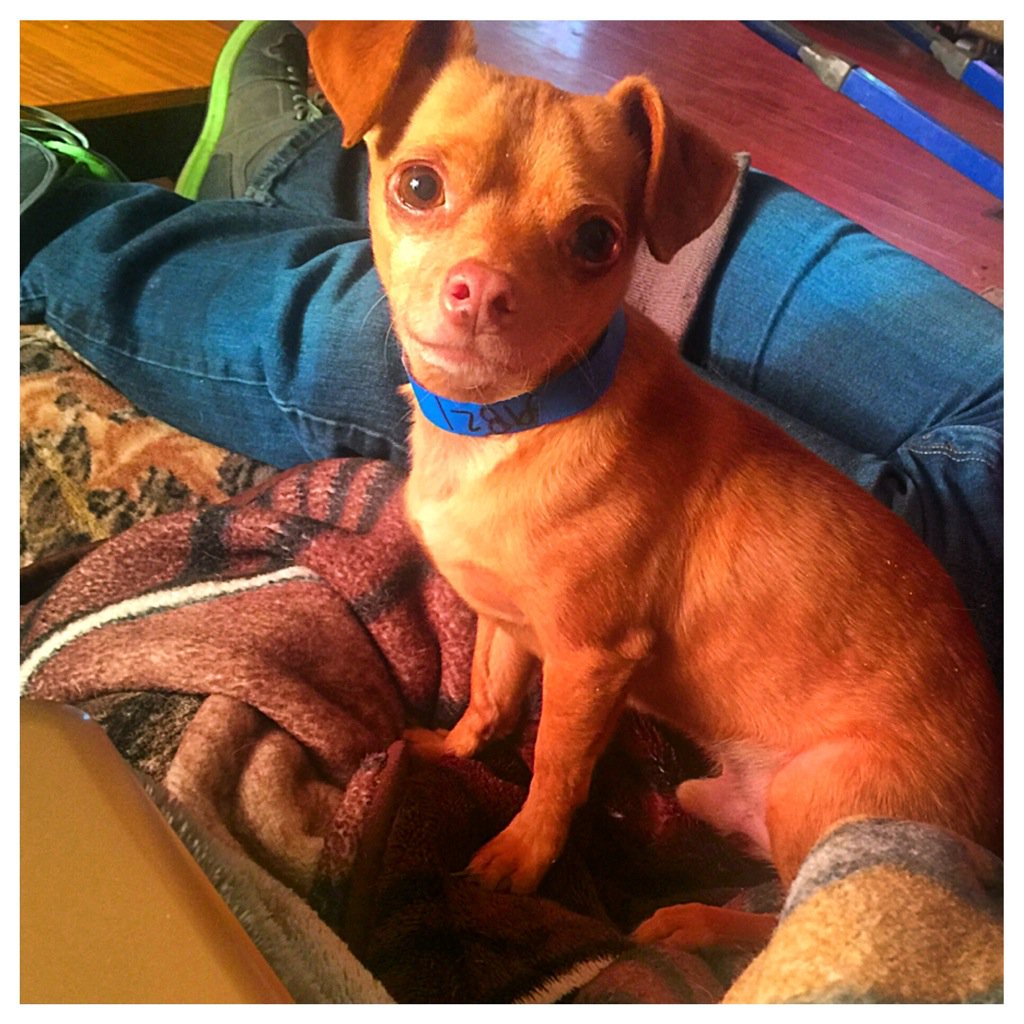 Meet itty bitty cutie Calvin ❤️🐶
He is a 5 year old chihuahua.