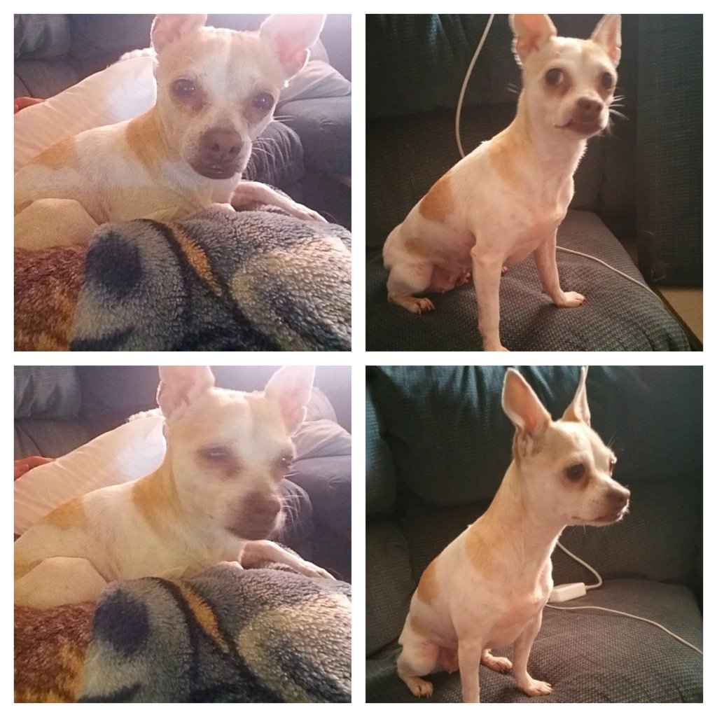 Meet sweet adoptable Kenya❤️🐶
She is a 2 year old chihuahua