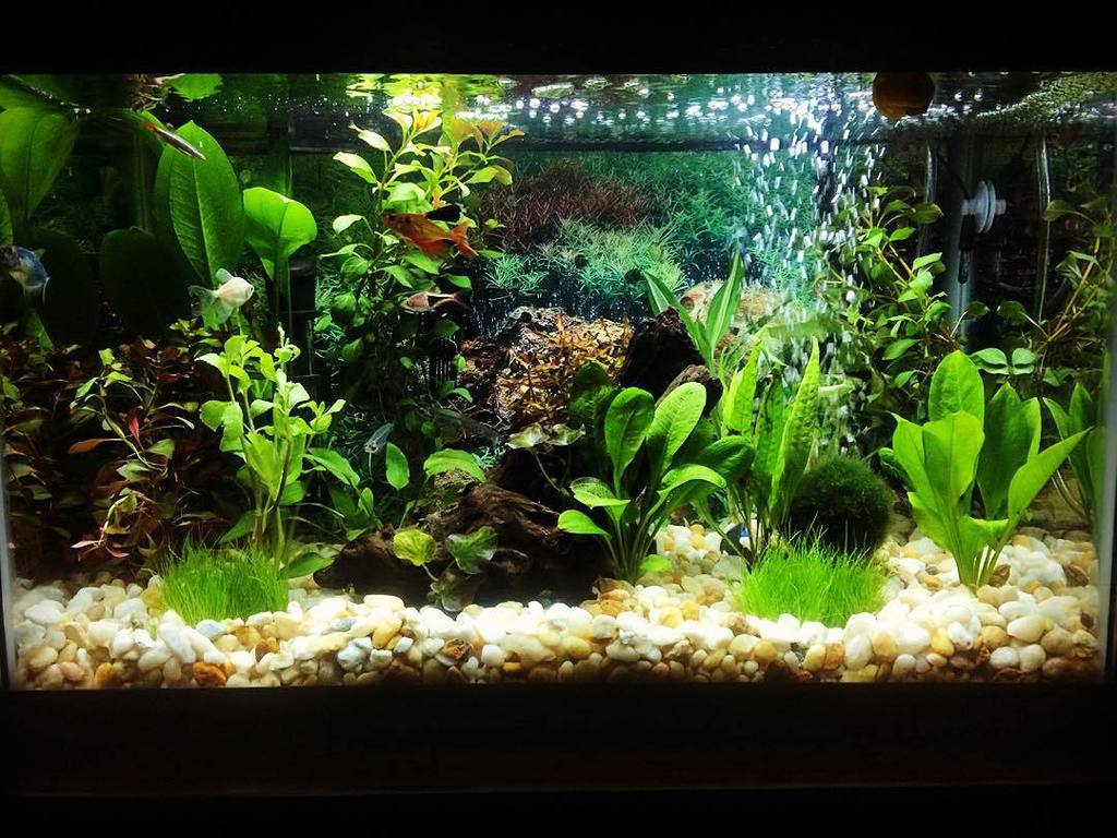 Akvaristan's tweet photo. #akvaristan #aquarium #akvaryum #aquarien The 10 gallon revamped #aquascape #plantedfishtank #plantedtank #planteda… https://t.co/GL97ew5VWT