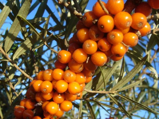 trans1RO's tweet photo. I to want to have a god health. For this every day I take CHIA SEEDS and Sea buckthorns. Go 4 it !!! https://t.co/UcQln6WNC4