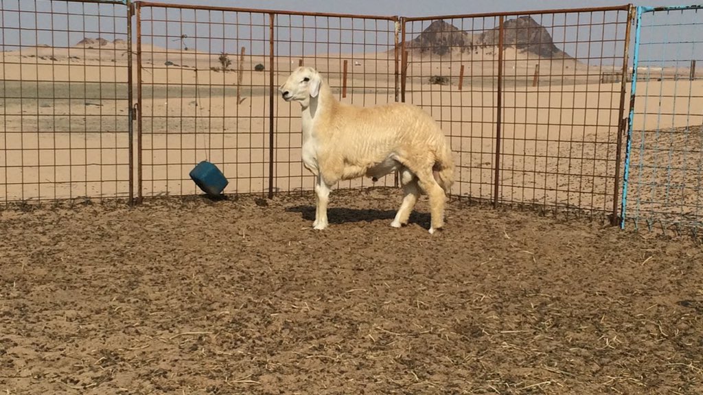 ksa34569's tweet photo. طلي للبيع  العمر ٥ اشهور https://t.co/gCLeL3fhaM