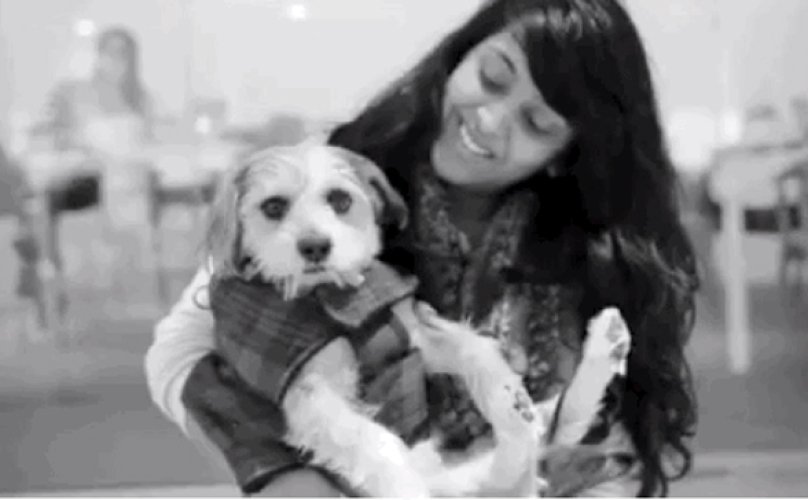 13 Reasons Why Mutts Straight Up Rock! trib.al/u3nnB4G