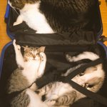 母ちゃん、どっこもいかニャいで!全力で旅支度を阻止する猫達が可愛いすぎる!