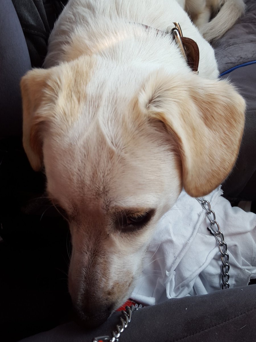 wellneverletugo's tweet photo. mi bebé sabe que nunca la va a poner 🐕🐶 #pirlo #castración #perrosdelmal #Fundaco #MunicipiodeLaMatanza https://t.co/LiES9MLNqX