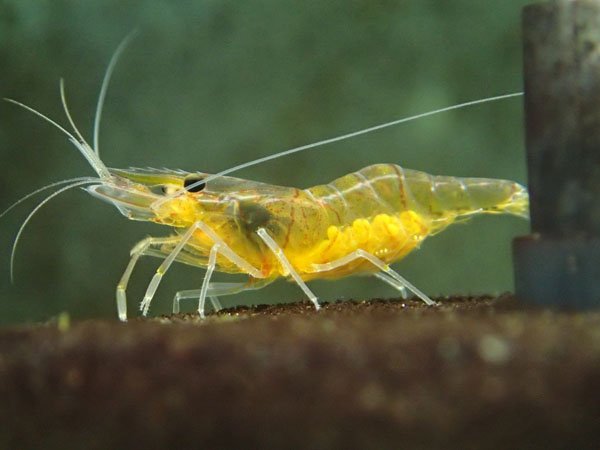 色彩変異 極美スジエビ固定化への道 Twitter