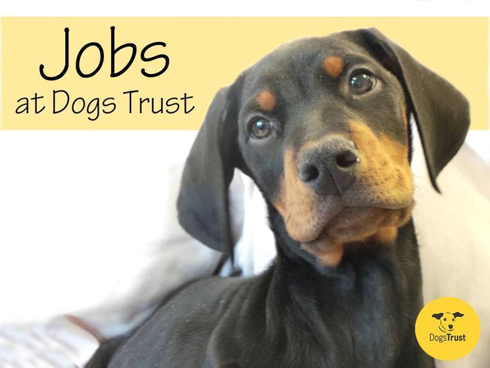 working for dogs trust