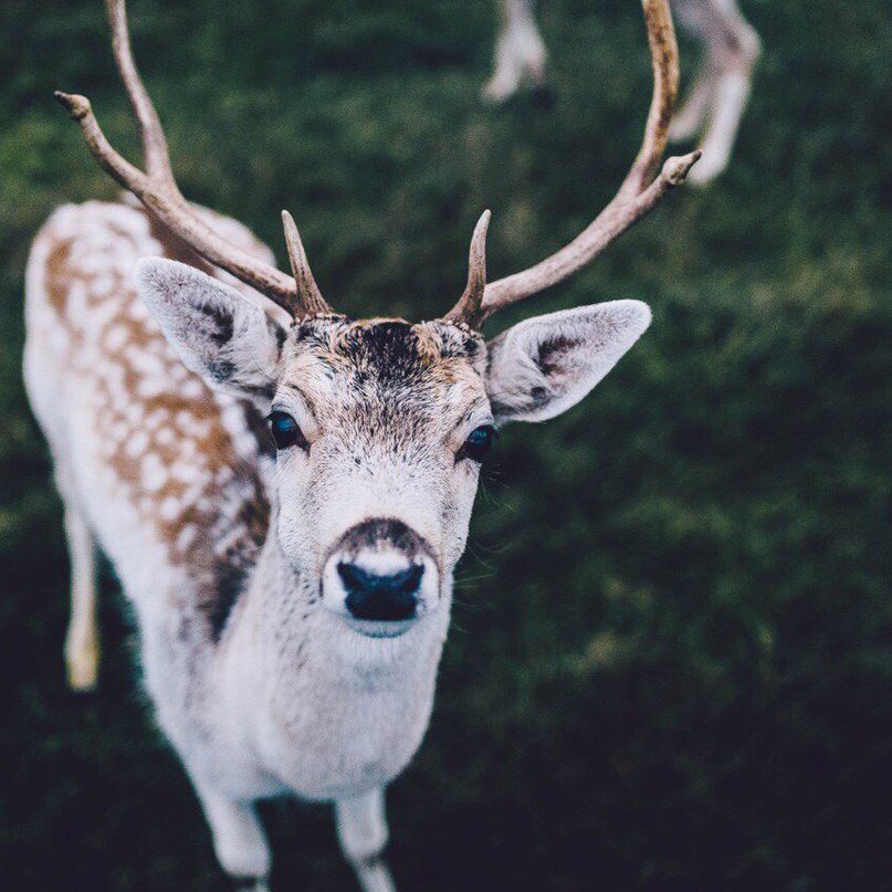 Белый олень. Олень стилизация. Лай оленя. Белохвостый виргинский олень. Северные олени.