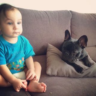 Frenchie_Cute's tweet photo. #frenchbulldog #frenchie #minbästavän #soffmys https://t.co/GXCpPhBoBz https://t.co/u4sV3Qe1Jx