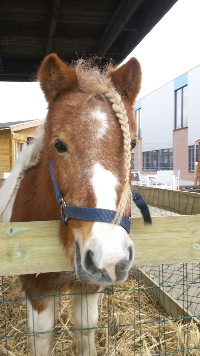 Onze 'gasten' vandaag op de kerstmarkt..