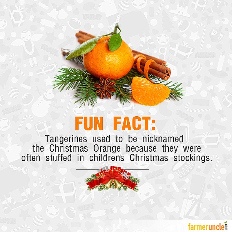 farmer_uncle's tweet photo. Another healthier addition to the Christmas Stockings this year??
#tangerines #fresh #farmfresh #farmerunclefacts https://t.co/xK2osxu9Nv