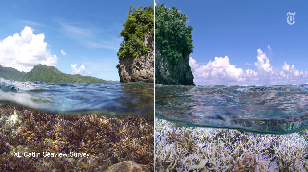 NYTScience's tweet image. What climate change looks like: Bleaching coral nyti.ms/1IHlTrT