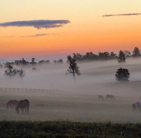 CameronMikey's tweet photo. Foggy morning sunrise in Kentucky horse country. #thoroughbred #horseracing #home https://t.co/HosUT11VPj