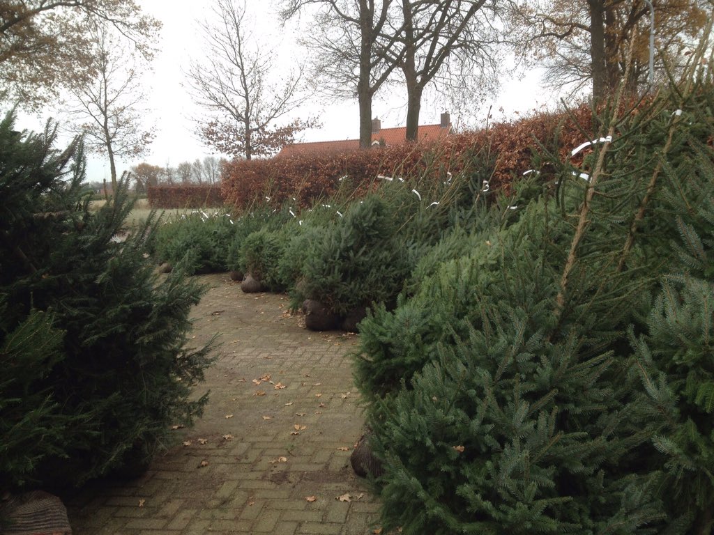 Ook dit jaar hebben wij weer kerstbomen te koop! #bijnakerst #BoomkwekerijLouisvandenBroek