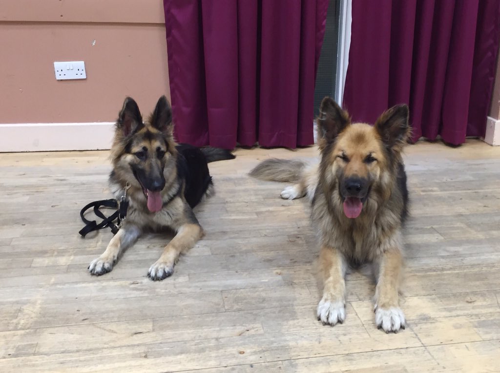 SCGS_R's tweet image. Skye with Troy at dog training. The down stay was near perfect.