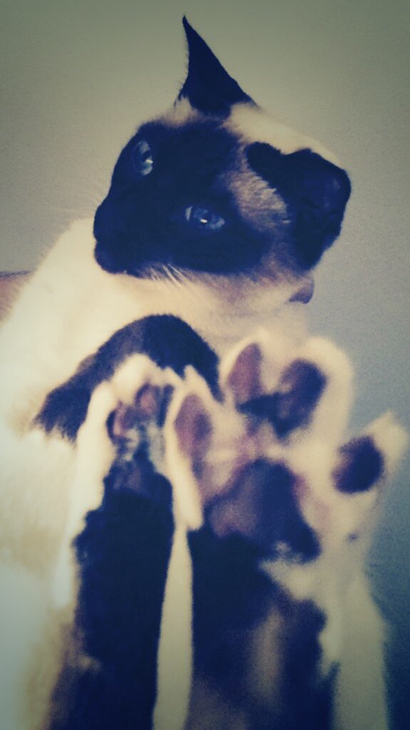 rickygervais's tweet photo. Please give to animal shelters this Xmas &amp; don't give pets as gifts. And if you get one for yourself, always adopt. https://t.co/31etbI7M2H