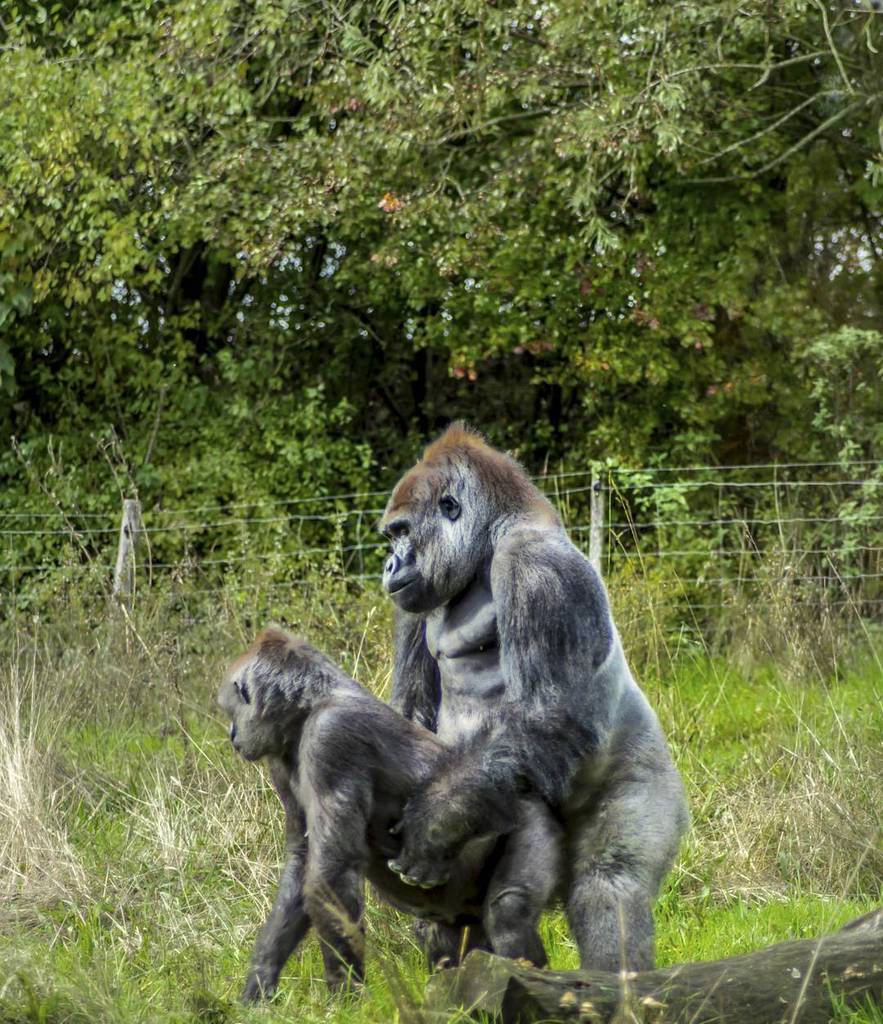 Apeporn