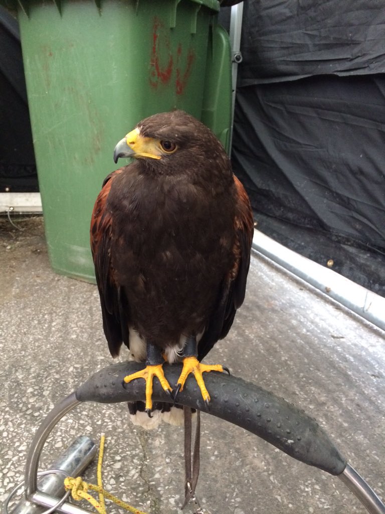Ollie the Harris hawk has joined us today!