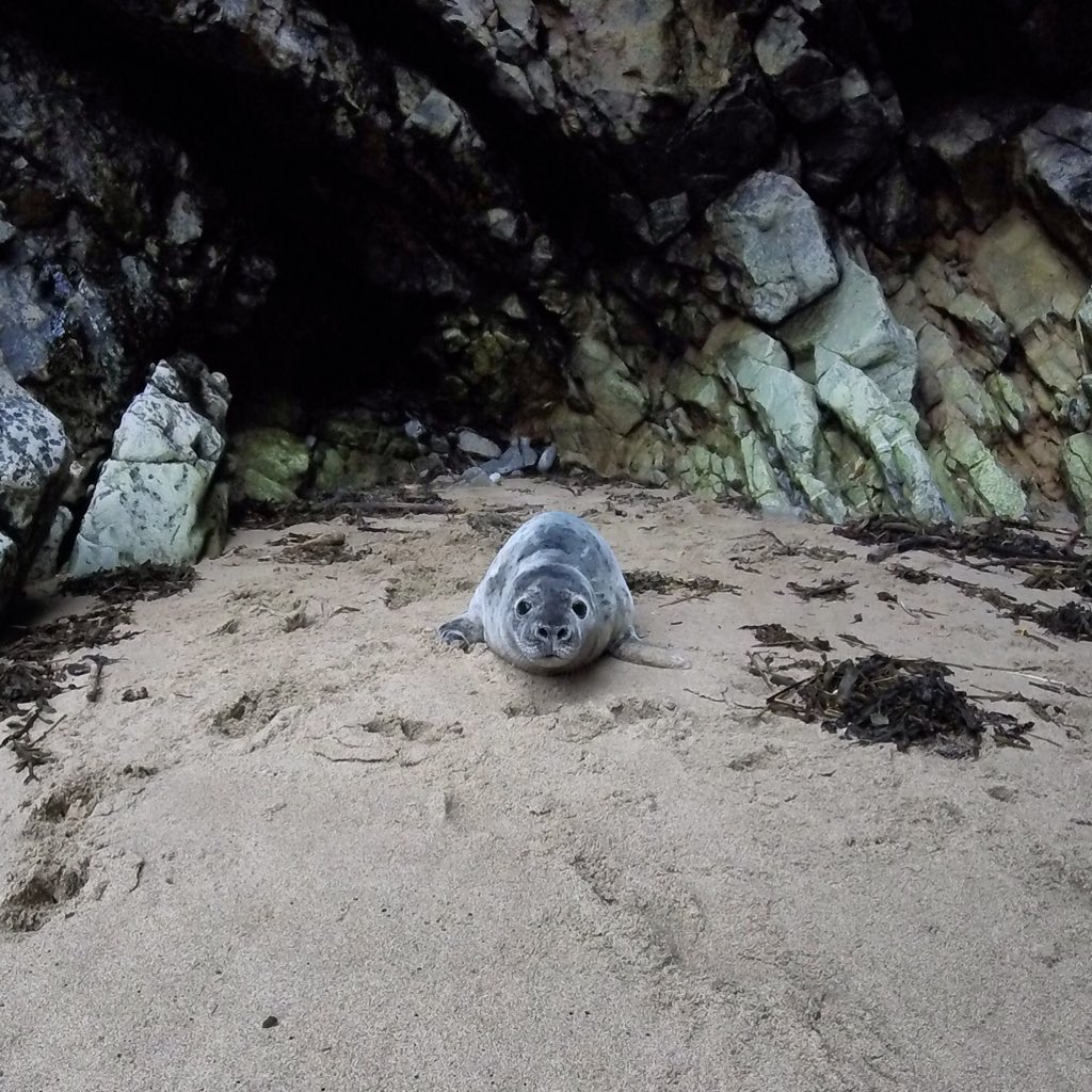 Can't stop thinking of this fellow #gopro