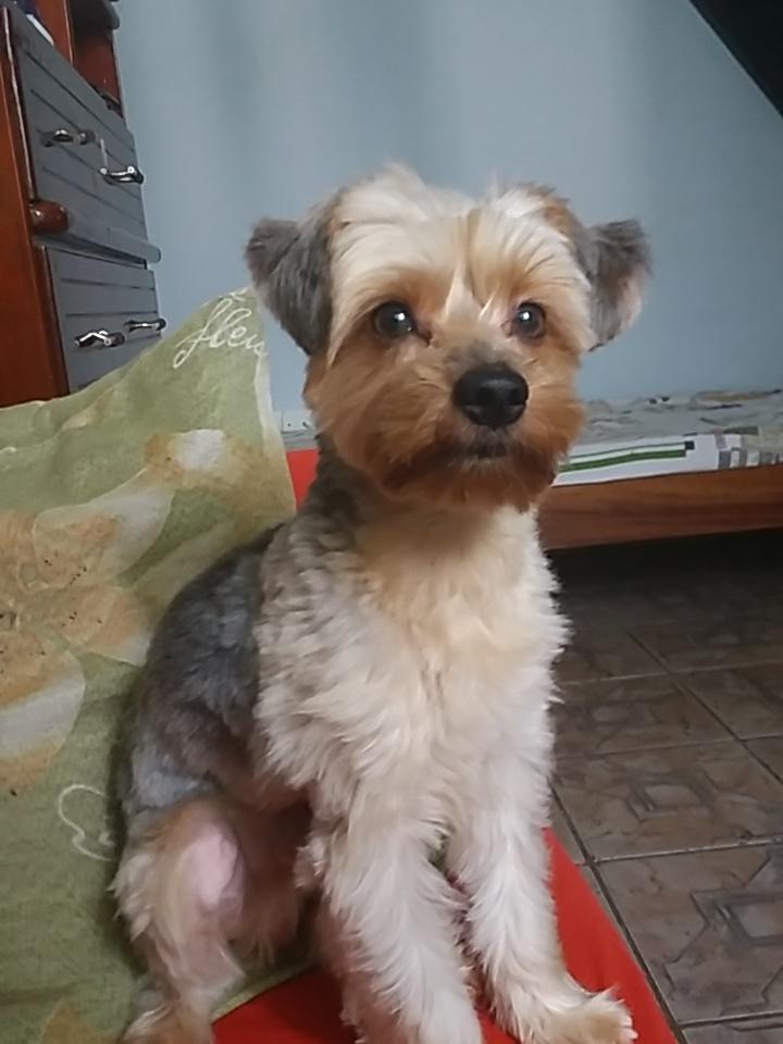 MayaraDias's tweet photo. #Jorginho #MyDog ♡ 
Muito Amor Envolvido... Olha a Selfie ^_^ https://t.co/F1CZQvDtpz