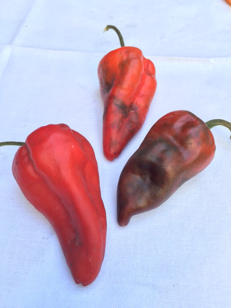 O#los chillos tres. Vean bien. Se parecen mucho pero no es lo mismo