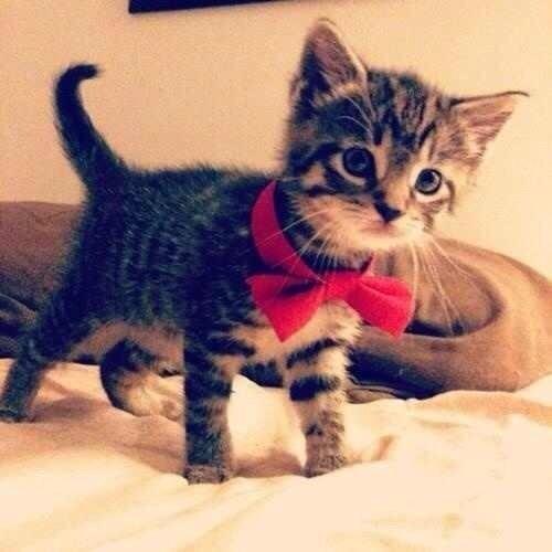 AnimaISmiIes's tweet photo. #ImWeakFor adorable little cats like this https://t.co/T99VTWi1QS