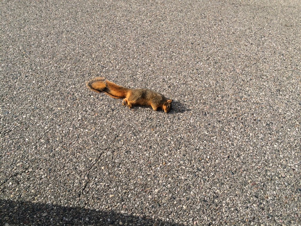 kiipiie's tweet image. so @andyquist96 hit a squirrel and my dad is kind of upset about it 😂😅