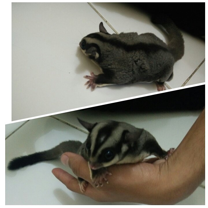 bantu up ndan <a href="/OrenBarat/">IG:OrenBaratOfficial</a> , sugar glider jantan 6 bulan , obes siap kipoy #ModalTour