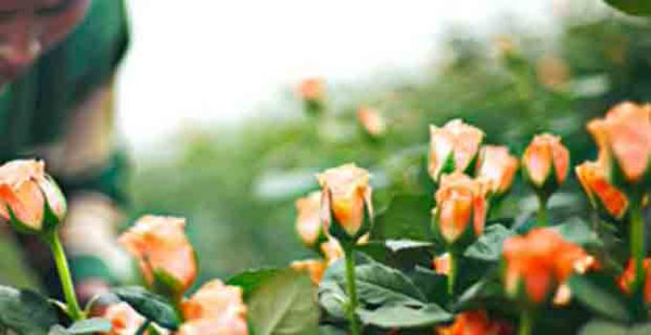 addis_fortune's tweet photo. Horticulture, #Ethiopia’s 5th biggest ForEx earner, brought in over $245m in 2013/14. https://t.co/k6UbB5hRP5 https://t.co/iz6M29TqHC