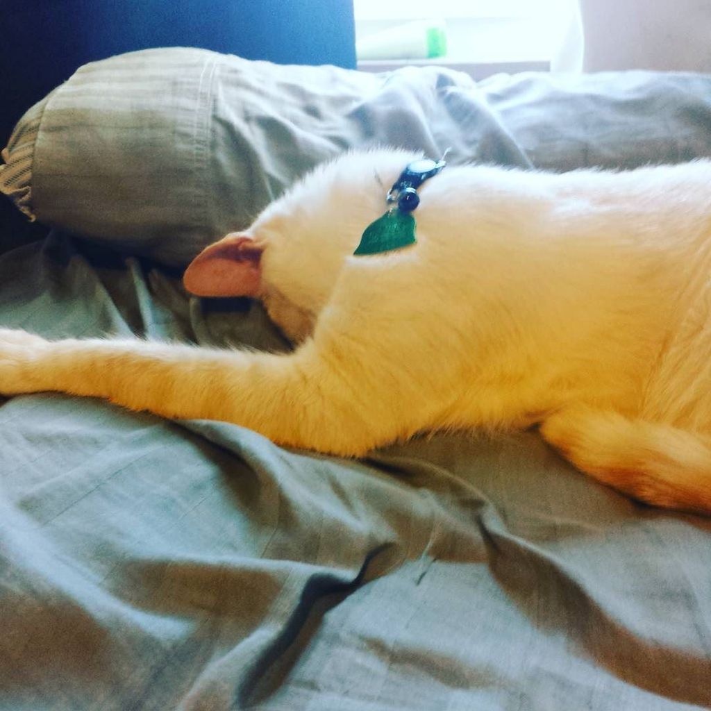 Chatchatcatcat's tweet photo. Zzzzz.... 😴#instacute #blondblueeyes #blueeyecat #blueeyes #blueeyed #blondblueeyed #blond #blondcat #blueeyedcats … https://t.co/02UkYZ8CRw