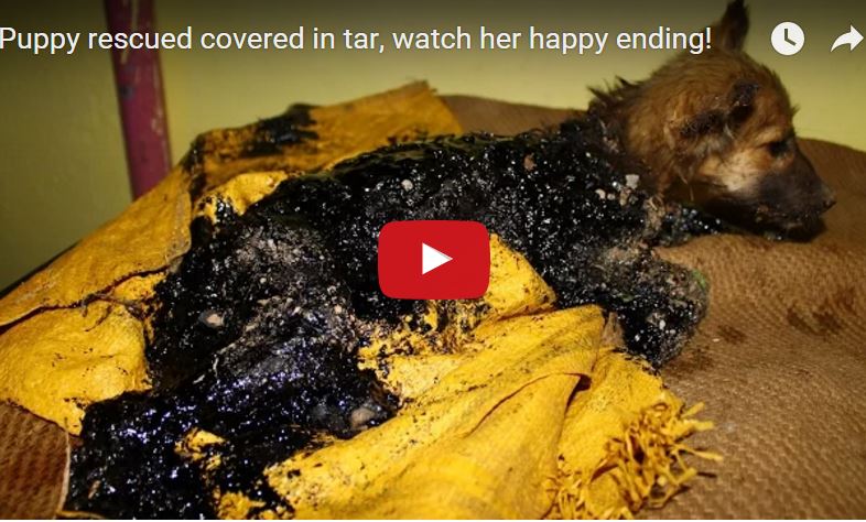 beeulong's tweet photo. Puppy rescued covered in tar, watch her happy ending!
https://t.co/HLIynJDs7P https://t.co/Q7S0m3q9NX