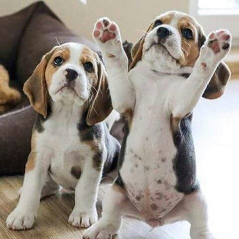 Insta_puppy's tweet photo. Raise your #paws high in the air. https://t.co/n7pZTvQW91