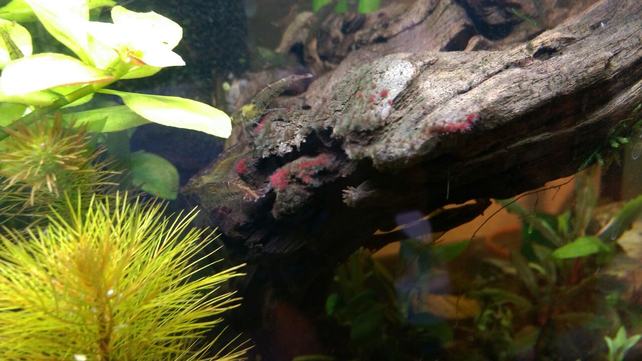 稲月和泉 黒髭コケを注射器使って木酢液で酢の物にしたった けど ニジイロボウズハゼとヒナハゼがいるのであんまりph下げるとマズいので 効果がマダラに 今度 流木を取り出して筆塗りしてやるか T Co Lhmoecjoi4 稲月和泉 黒髭コケを注射器使って木酢液で酢の物にしたった けど ニジイロボウズハゼとヒナハゼがいるのであんまりph下げるとマズいので 効果がマダラに 今度 流木を取り出して筆塗りしてやるか T Co Lhmoecjoi4