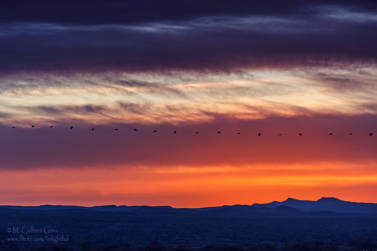 inlightful's tweet photo. #Raven passing by at #sunrise today in Polvadera, #NewMexico
#nmwx #NewMexicoTRUE #PureNM #SocorroCounty #birds https://t.co/Suvr0RrCGG