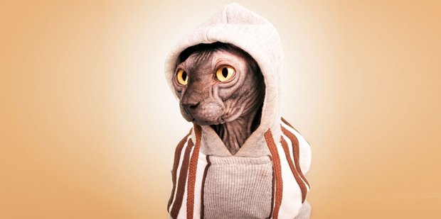 graffica_info's tweet photo. #FOTOGRAFÍA / Santos Román y la fotografía de mascotas con mucho sex-appeal https://t.co/9hRYLUODJP https://t.co/jp8xTZL6Ac