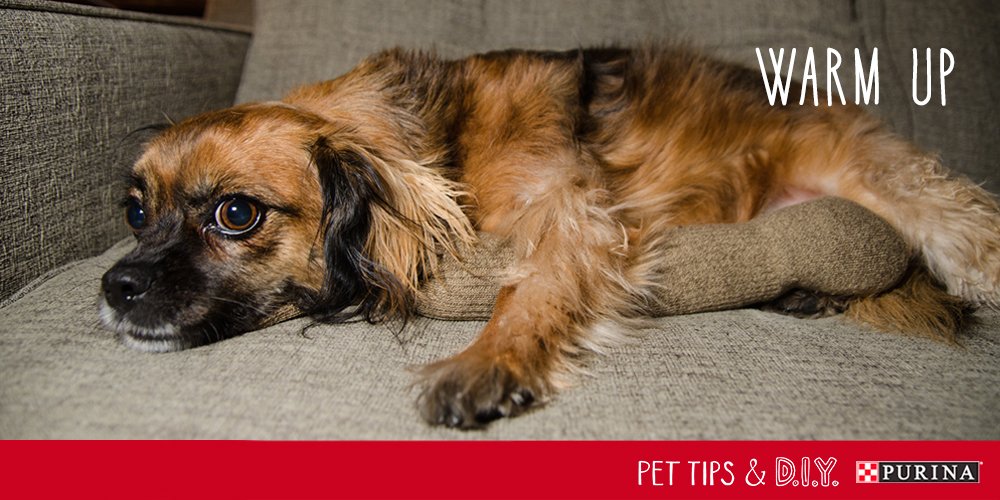 Purina's tweet photo. #PetLifeHack: Keep your dog warm this winter! Click the pics below & find out how to make this #DIY heating pad. https://t.co/JrpHPaxaY0