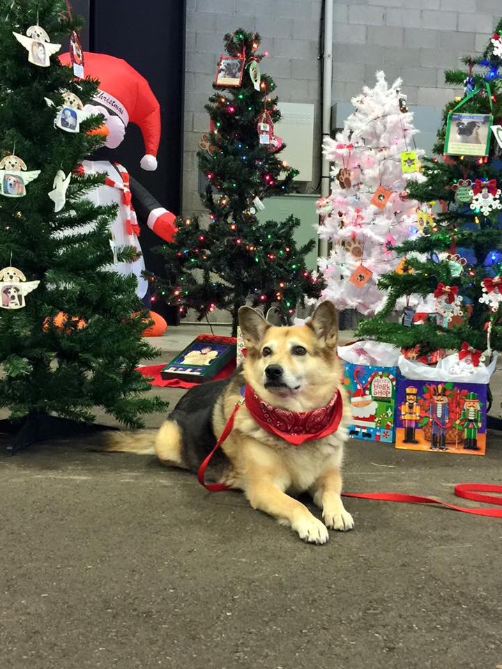 DogsonDeploymnt's tweet photo. Don't miss seeing our #Scottsdale chapter & Callie today @HolidayPetFest from 10am-5pm! #az #holidaycheer #DoDevents https://t.co/JX04aUcD15